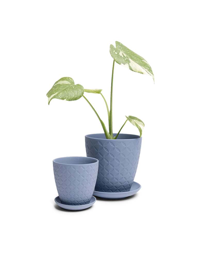 Virago 3.5" Porcelain Pot With Drainage Hole And Saucer - Chive Ceramics Studio - Pots - Chive Ceramics Studio