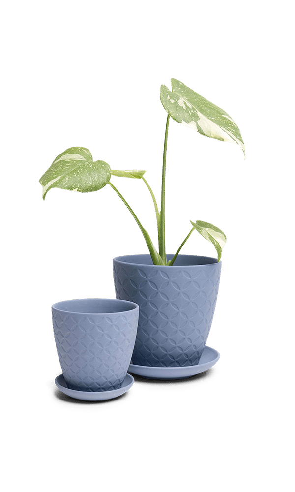 Virago 3.5" Porcelain Pot With Drainage Hole And Saucer - Chive Ceramics Studio - Pots - Chive Ceramics Studio