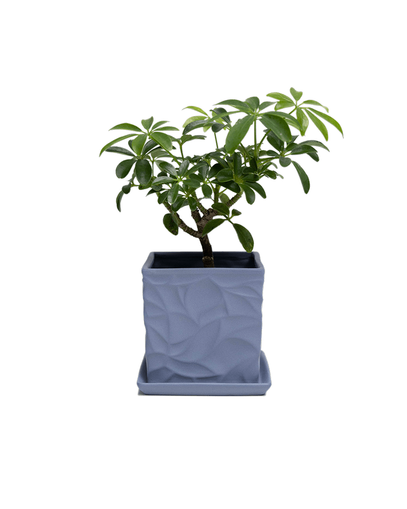 Virago 3.5" Porcelain Pot With Drainage Hole And Saucer - Chive Ceramics Studio - Pots - Chive Ceramics Studio