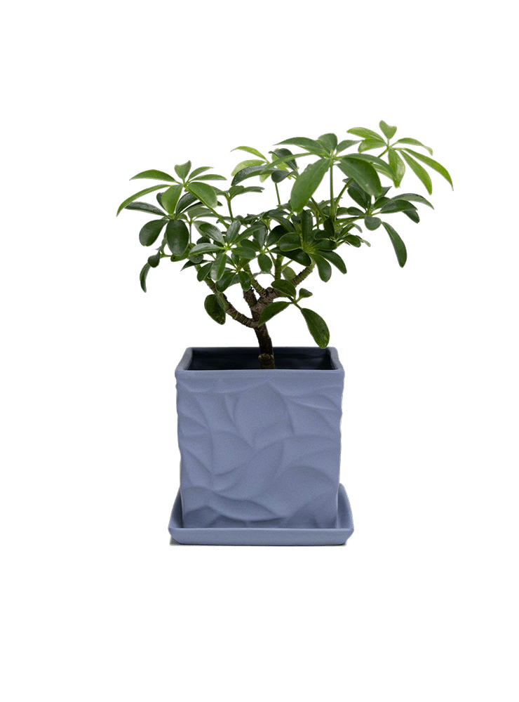 Virago 3.5" Porcelain Pot With Drainage Hole And Saucer - Chive Ceramics Studio - Pots - Chive Ceramics Studio