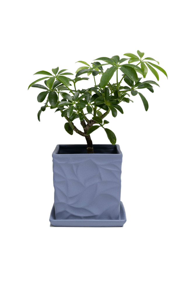 Virago 3.5" Porcelain Pot With Drainage Hole And Saucer - Chive Ceramics Studio - Pots - Chive Ceramics Studio