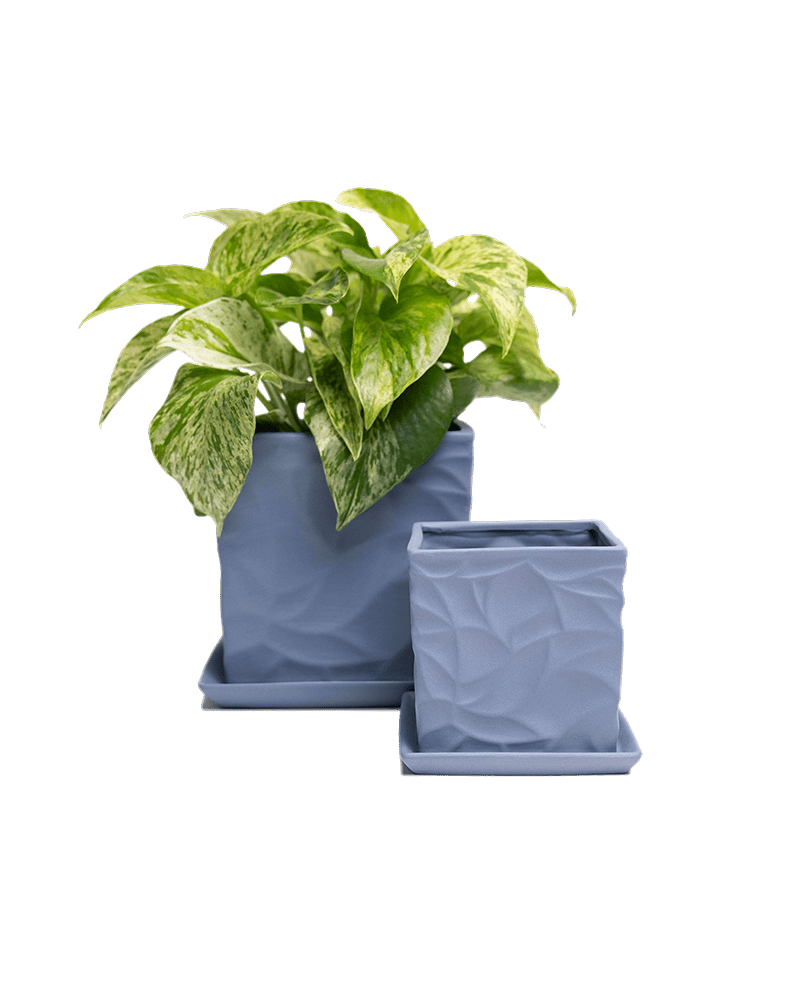 Virago 3.5" Porcelain Pot With Drainage Hole And Saucer - Chive Ceramics Studio - Pots - Chive Ceramics Studio