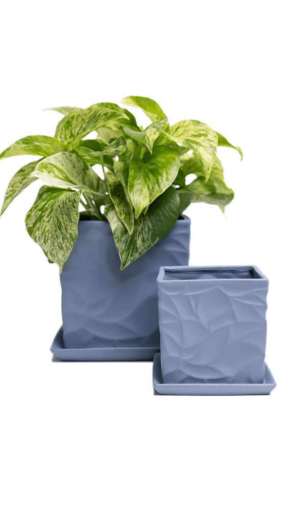 Virago 3.5" Porcelain Pot With Drainage Hole And Saucer - Chive Ceramics Studio - Pots - Chive Ceramics Studio