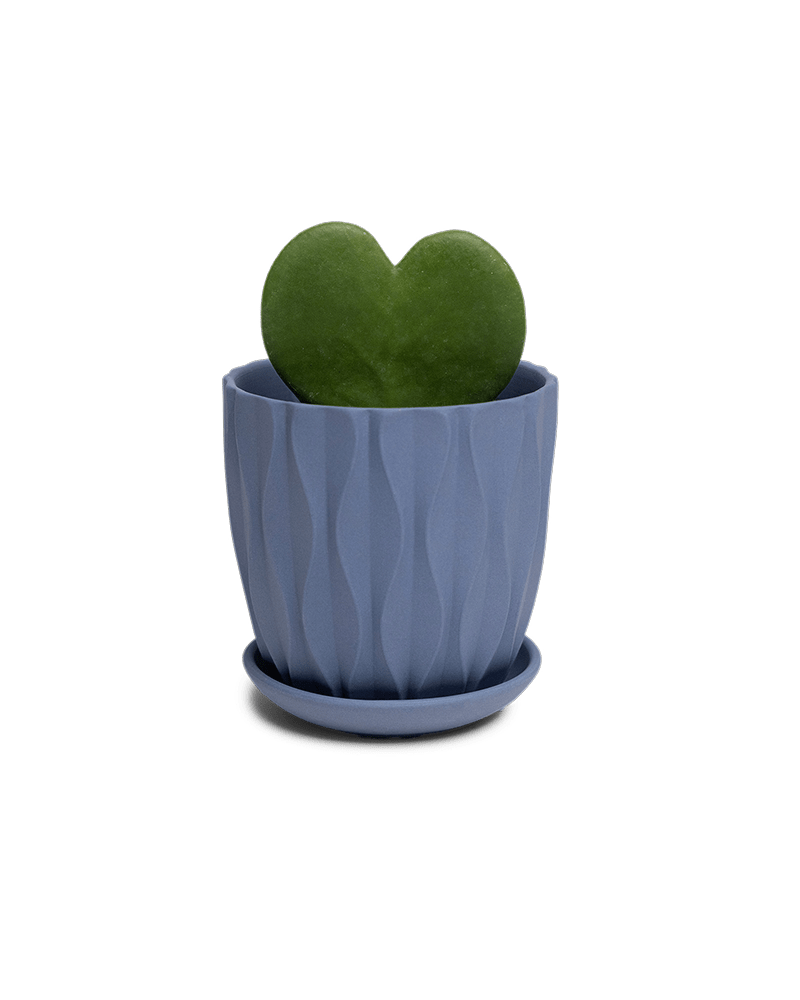 Virago 3.5" Porcelain Pot With Drainage Hole And Saucer - Chive Ceramics Studio - Pots - Chive Ceramics Studio