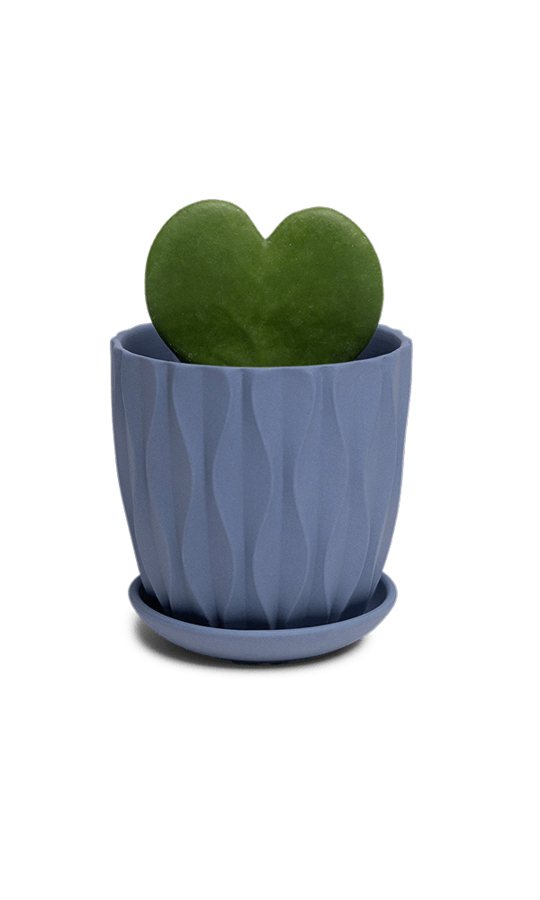 Virago 3.5" Porcelain Pot With Drainage Hole And Saucer - Chive Ceramics Studio - Pots - Chive Ceramics Studio