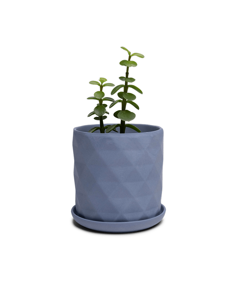 Virago 3.5" Porcelain Pot With Drainage Hole And Saucer - Chive Ceramics Studio - Pots - Chive Ceramics Studio