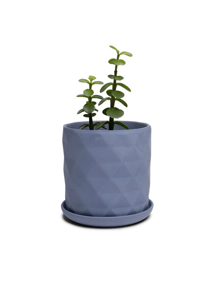 Virago 3.5" Porcelain Pot With Drainage Hole And Saucer - Chive Ceramics Studio - Pots - Chive Ceramics Studio