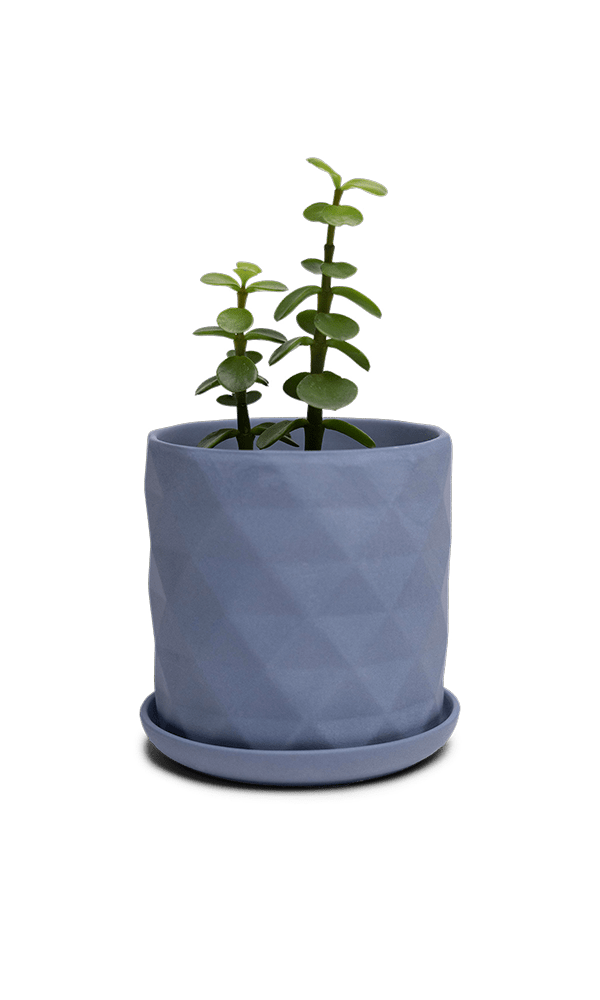 Virago 3.5" Porcelain Pot With Drainage Hole And Saucer - Chive Ceramics Studio - Pots - Chive Ceramics Studio