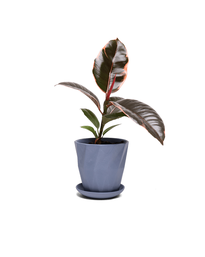 Virago 3.5" Porcelain Pot With Drainage Hole And Saucer - Chive Ceramics Studio - Pots - Chive Ceramics Studio