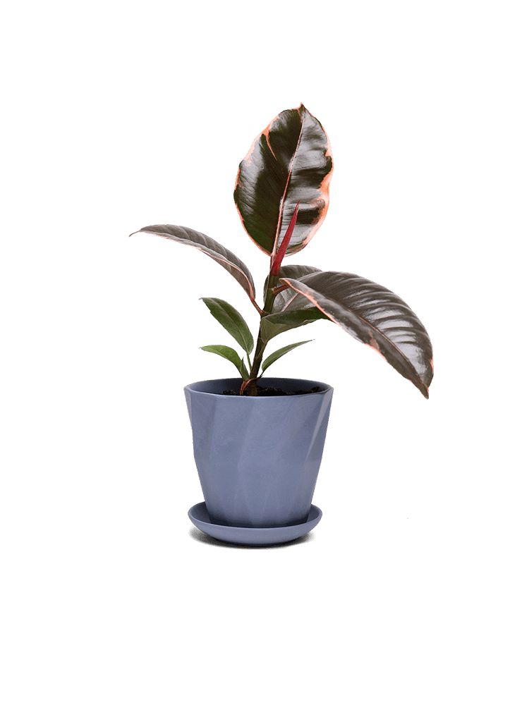 Virago 3.5" Porcelain Pot With Drainage Hole And Saucer - Chive Ceramics Studio - Pots - Chive Ceramics Studio