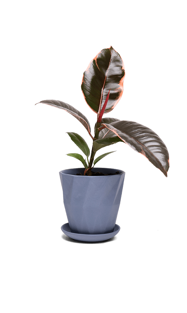 Virago 3.5" Porcelain Pot With Drainage Hole And Saucer - Chive Ceramics Studio - Pots - Chive Ceramics Studio