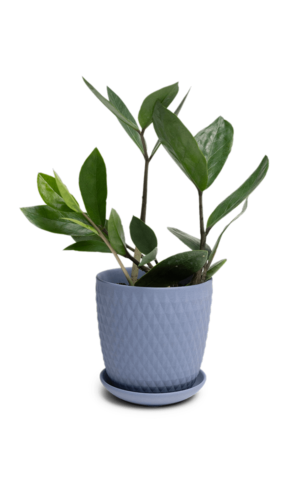 Virago 3.5" Porcelain Pot With Drainage Hole And Saucer - Chive Ceramics Studio - Pots - Chive Ceramics Studio