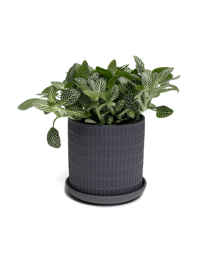 Virago 3.5" Porcelain Pot With Drainage Hole And Saucer - Chive Ceramics Studio - Pots - Chive Ceramics Studio