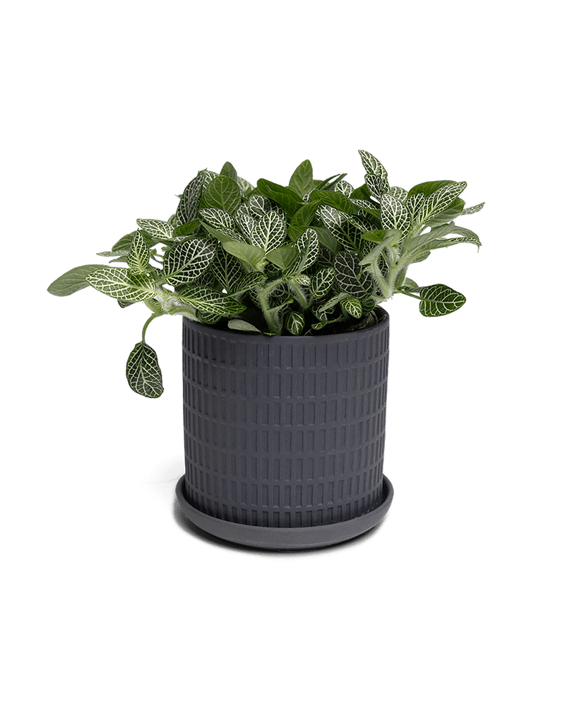 Virago 3.5" Porcelain Pot With Drainage Hole And Saucer - Chive Ceramics Studio - Pots - Chive Ceramics Studio