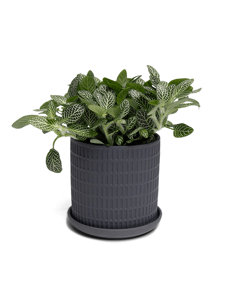 Virago 3.5" Porcelain Pot With Drainage Hole And Saucer - Chive Ceramics Studio - Pots - Chive Ceramics Studio