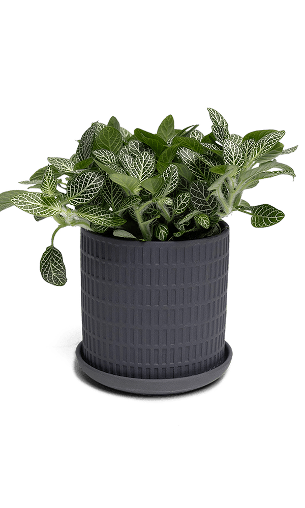 Virago 3.5" Porcelain Pot With Drainage Hole And Saucer - Chive Ceramics Studio - Pots - Chive Ceramics Studio