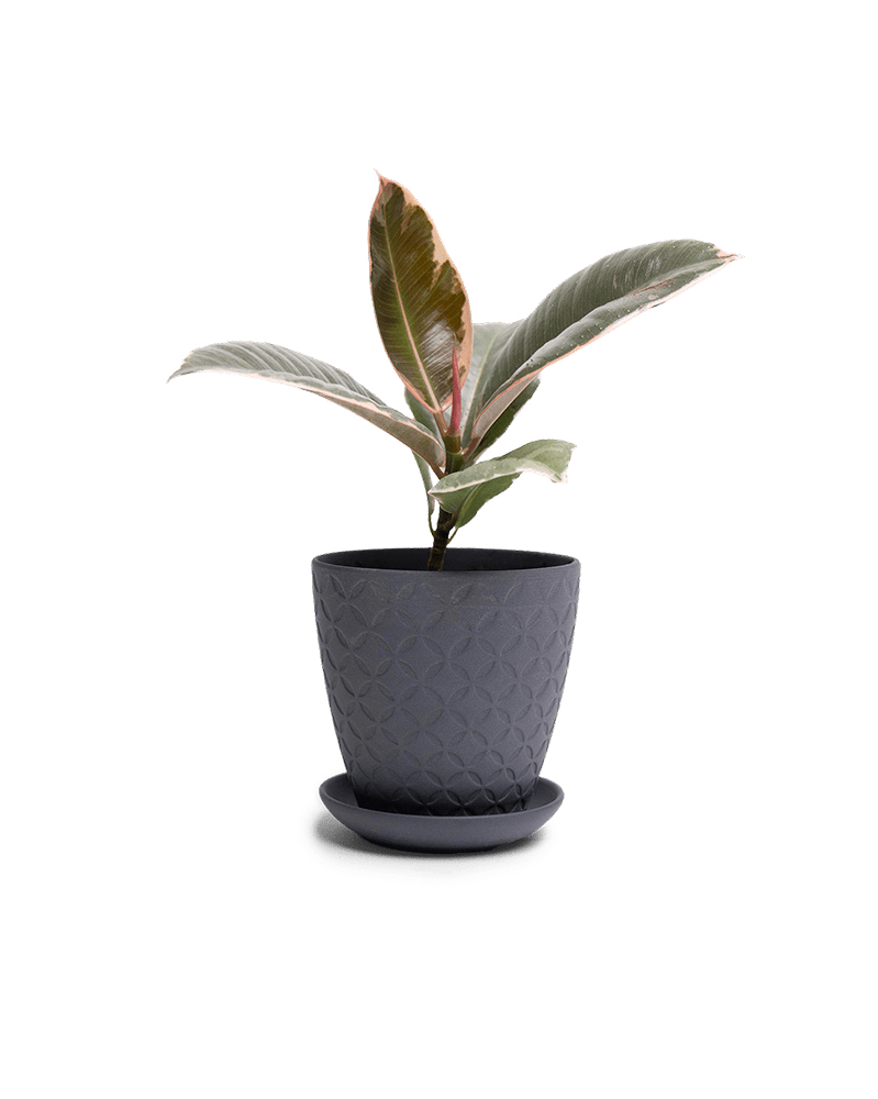 Virago 3.5" Porcelain Pot With Drainage Hole And Saucer - Chive Ceramics Studio - Pots - Chive Ceramics Studio