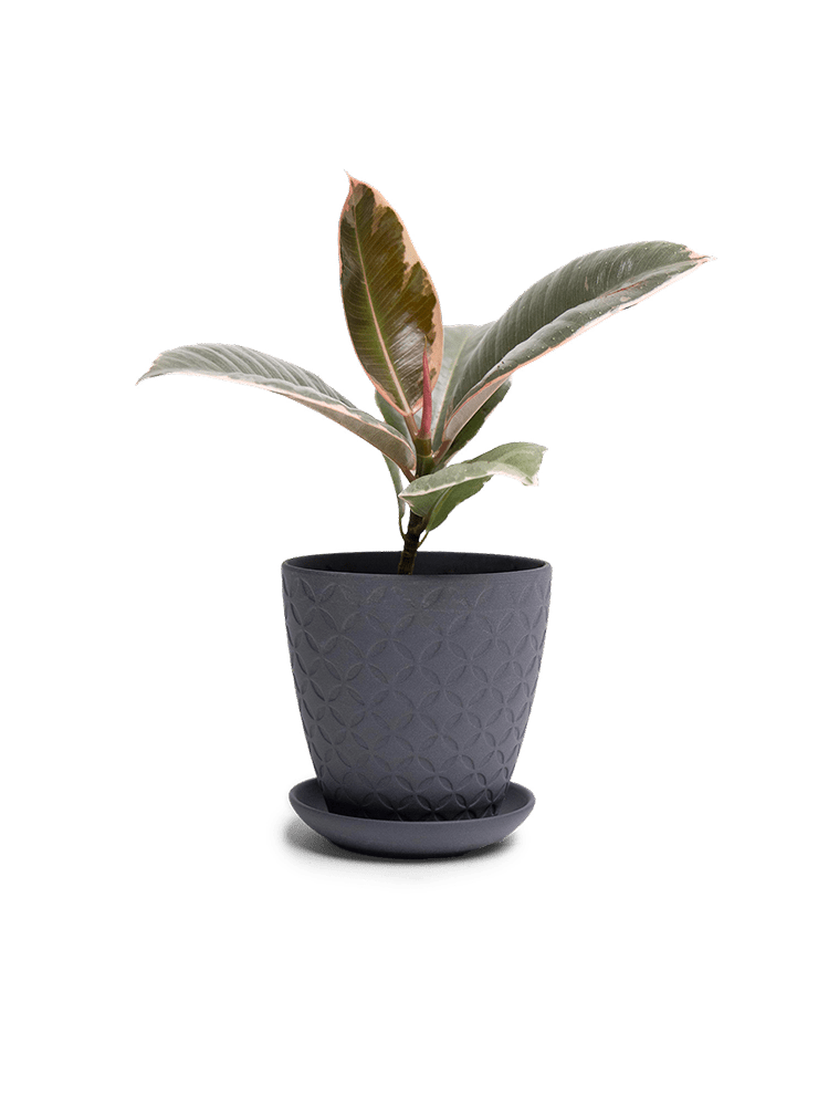 Virago 3.5" Porcelain Pot With Drainage Hole And Saucer - Chive Ceramics Studio - Pots - Chive Ceramics Studio