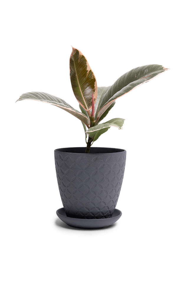 Virago 3.5" Porcelain Pot With Drainage Hole And Saucer - Chive Ceramics Studio - Pots - Chive Ceramics Studio