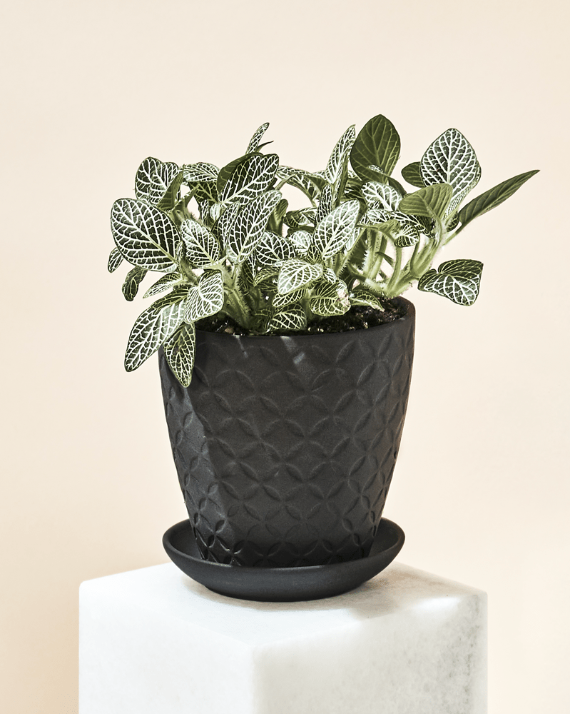 Virago 3.5" Porcelain Pot With Drainage Hole And Saucer - Chive Ceramics Studio - Pots - Chive Ceramics Studio