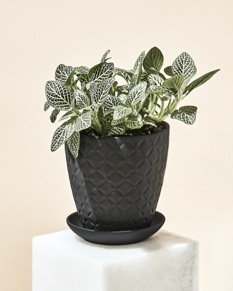 Virago 3.5" Porcelain Pot With Drainage Hole And Saucer - Chive Ceramics Studio - Pots - Chive Ceramics Studio