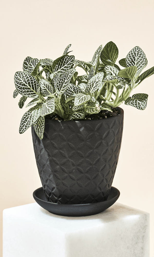 Virago 3.5" Porcelain Pot With Drainage Hole And Saucer - Chive Ceramics Studio - Pots - Chive Ceramics Studio