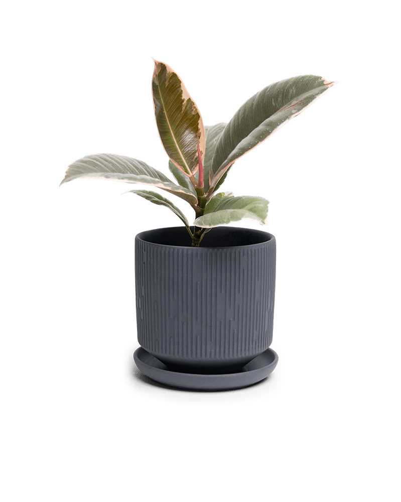 Virago 3.5" Porcelain Pot With Drainage Hole And Saucer - Chive Ceramics Studio - Pots - Chive Ceramics Studio