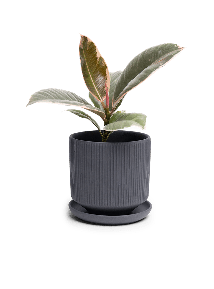 Virago 3.5" Porcelain Pot With Drainage Hole And Saucer - Chive Ceramics Studio - Pots - Chive Ceramics Studio