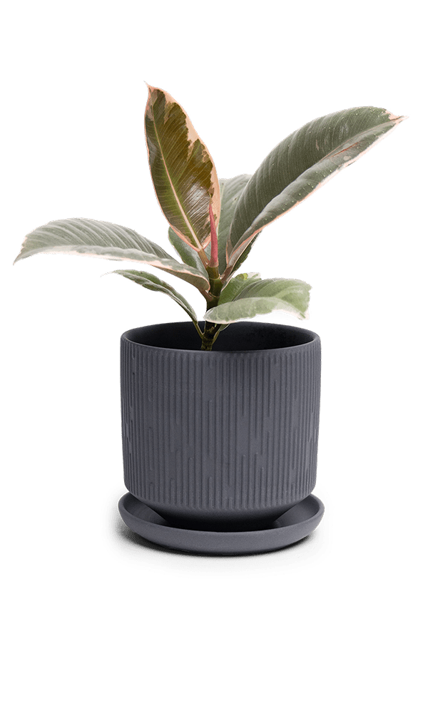 Virago 3.5" Porcelain Pot With Drainage Hole And Saucer - Chive Ceramics Studio - Pots - Chive Ceramics Studio