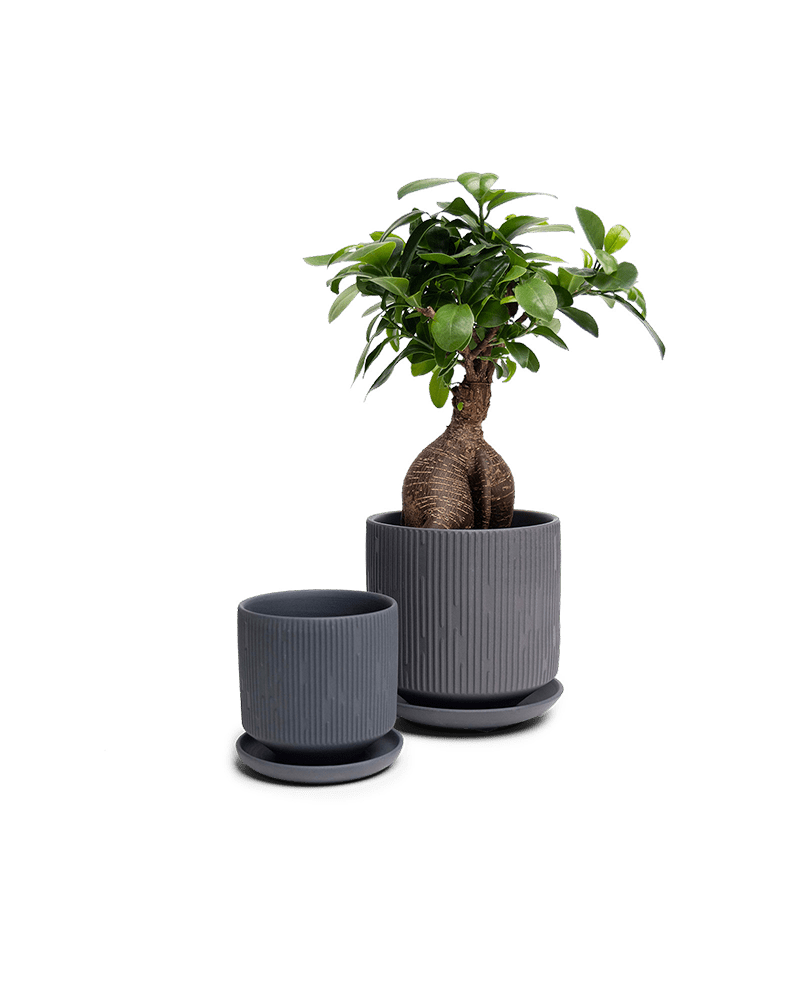 Virago 3.5" Porcelain Pot With Drainage Hole And Saucer - Chive Ceramics Studio - Pots - Chive Ceramics Studio