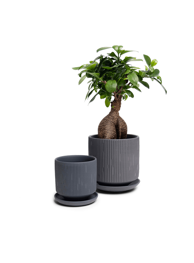 Virago 3.5" Porcelain Pot With Drainage Hole And Saucer - Chive Ceramics Studio - Pots - Chive Ceramics Studio