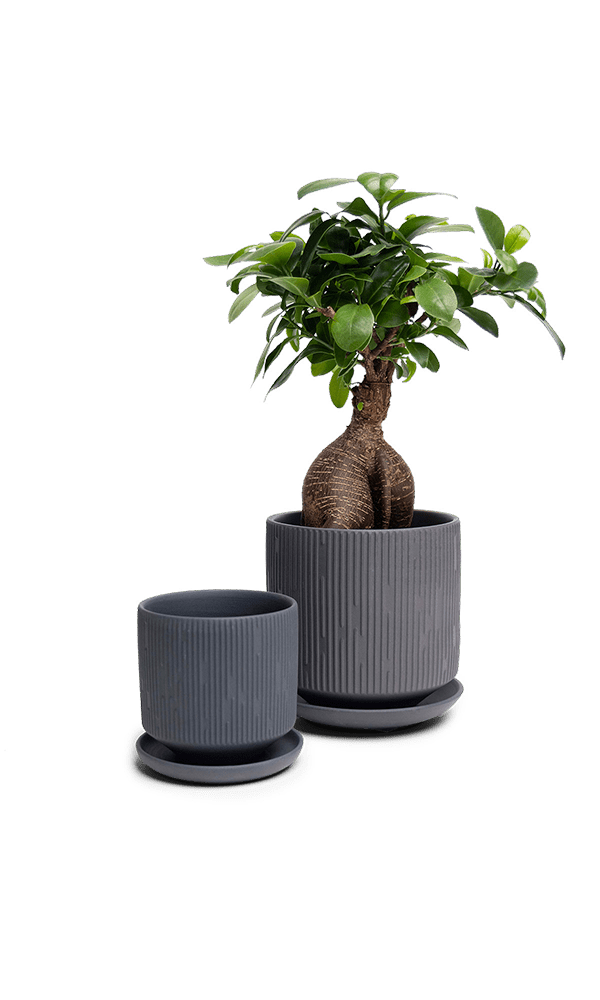 Virago 3.5" Porcelain Pot With Drainage Hole And Saucer - Chive Ceramics Studio - Pots - Chive Ceramics Studio