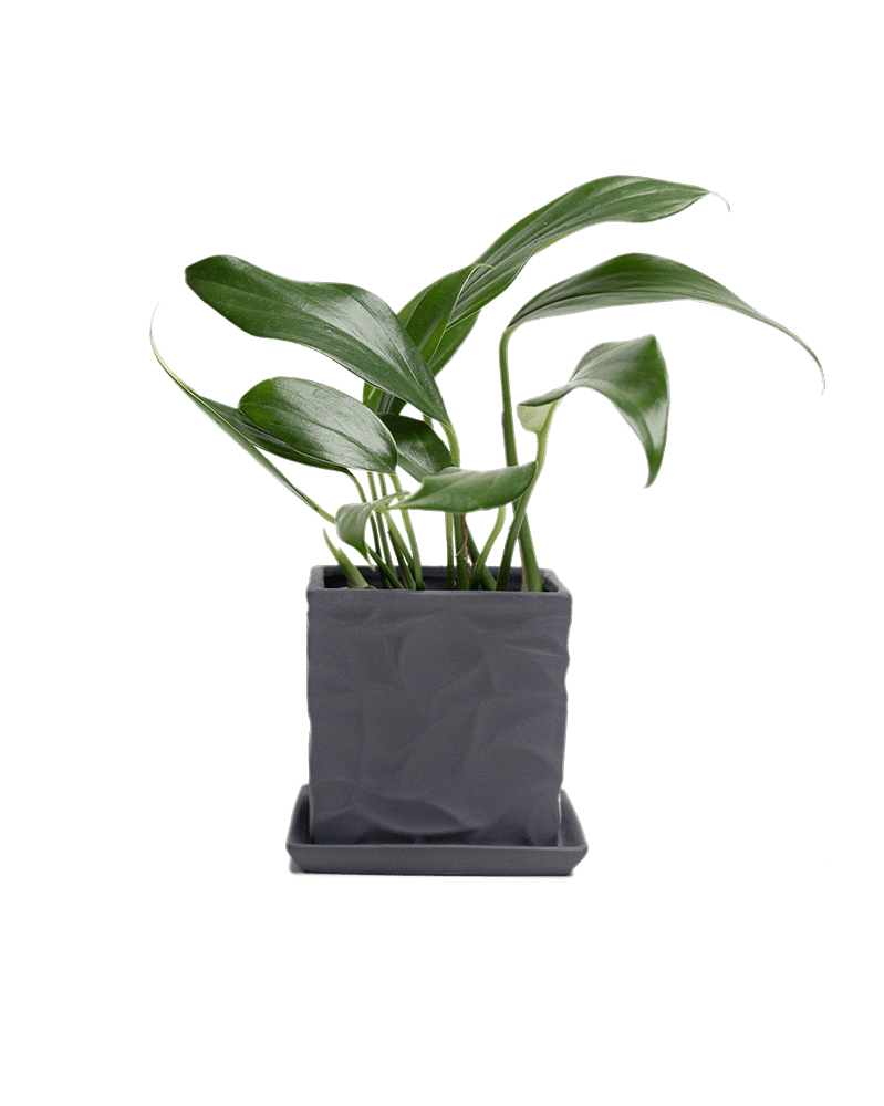 Virago 3.5" Porcelain Pot With Drainage Hole And Saucer - Chive Ceramics Studio - Pots - Chive Ceramics Studio