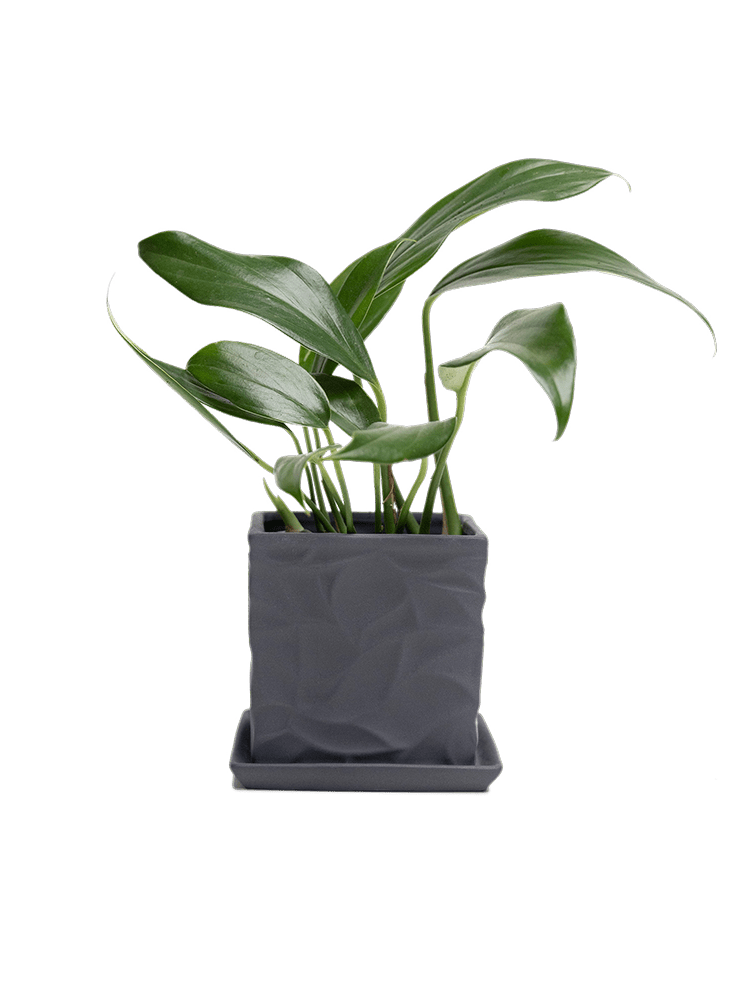 Virago 3.5" Porcelain Pot With Drainage Hole And Saucer - Chive Ceramics Studio - Pots - Chive Ceramics Studio