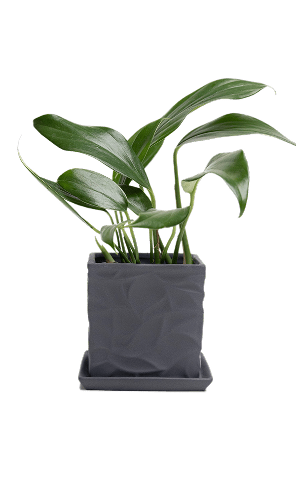 Virago 3.5" Porcelain Pot With Drainage Hole And Saucer - Chive Ceramics Studio - Pots - Chive Ceramics Studio