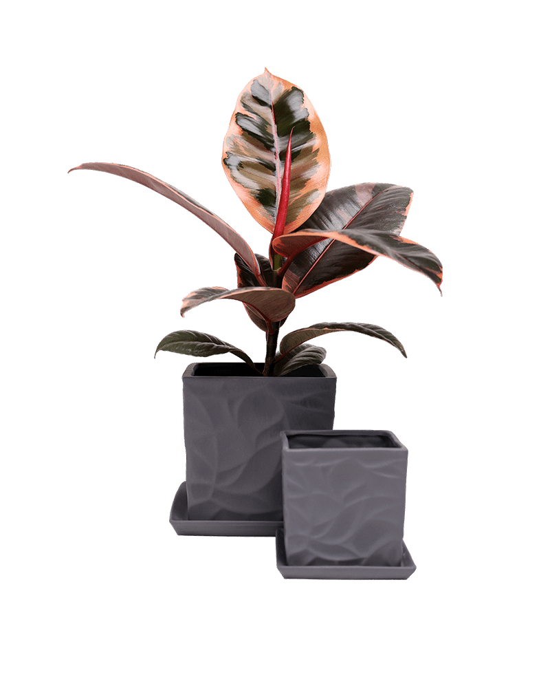 Virago 3.5" Porcelain Pot With Drainage Hole And Saucer - Chive Ceramics Studio - Pots - Chive Ceramics Studio