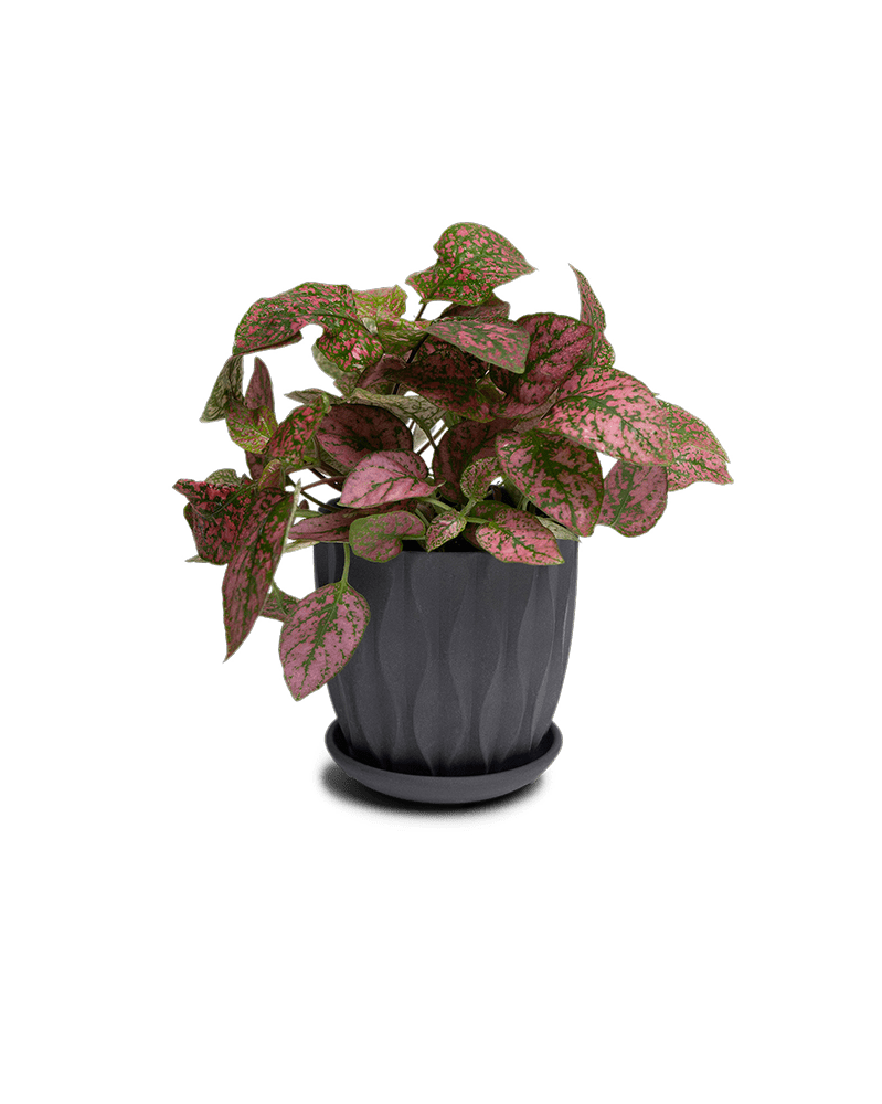 Virago 3.5" Porcelain Pot With Drainage Hole And Saucer - Chive Ceramics Studio - Pots - Chive Ceramics Studio