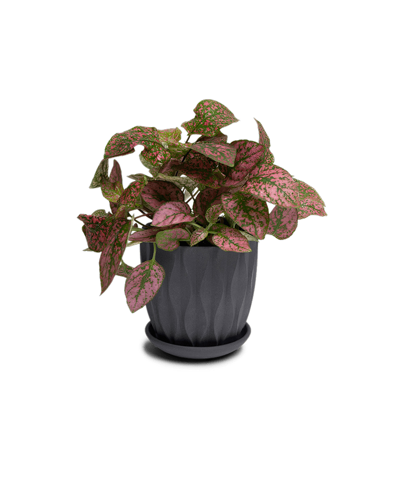 Virago 3.5" Porcelain Pot With Drainage Hole And Saucer - Chive Ceramics Studio - Pots - Chive Ceramics Studio