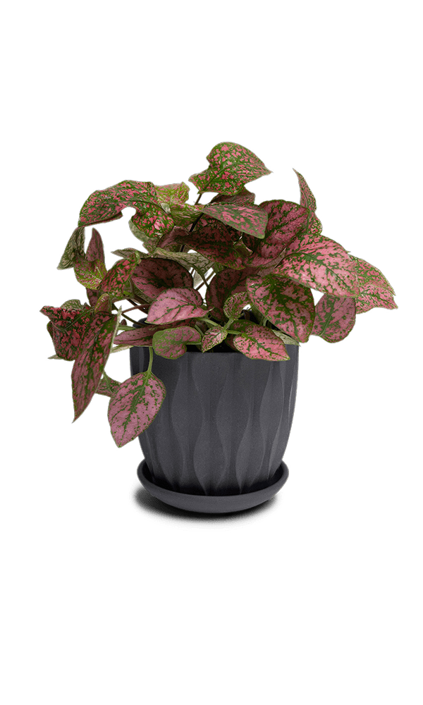 Virago 3.5" Porcelain Pot With Drainage Hole And Saucer - Chive Ceramics Studio - Pots - Chive Ceramics Studio