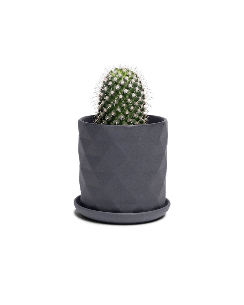 Virago 3.5" Porcelain Pot With Drainage Hole And Saucer - Chive Ceramics Studio - Pots - Chive Ceramics Studio