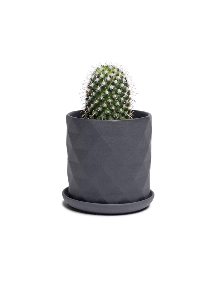 Virago 3.5" Porcelain Pot With Drainage Hole And Saucer - Chive Ceramics Studio - Pots - Chive Ceramics Studio