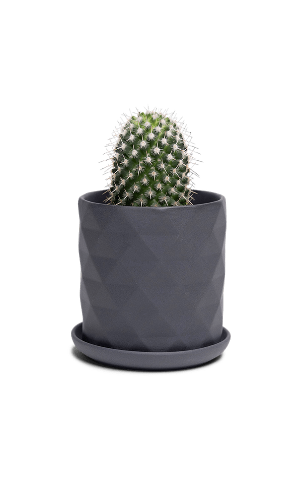 Virago 3.5" Porcelain Pot With Drainage Hole And Saucer - Chive Ceramics Studio - Pots - Chive Ceramics Studio