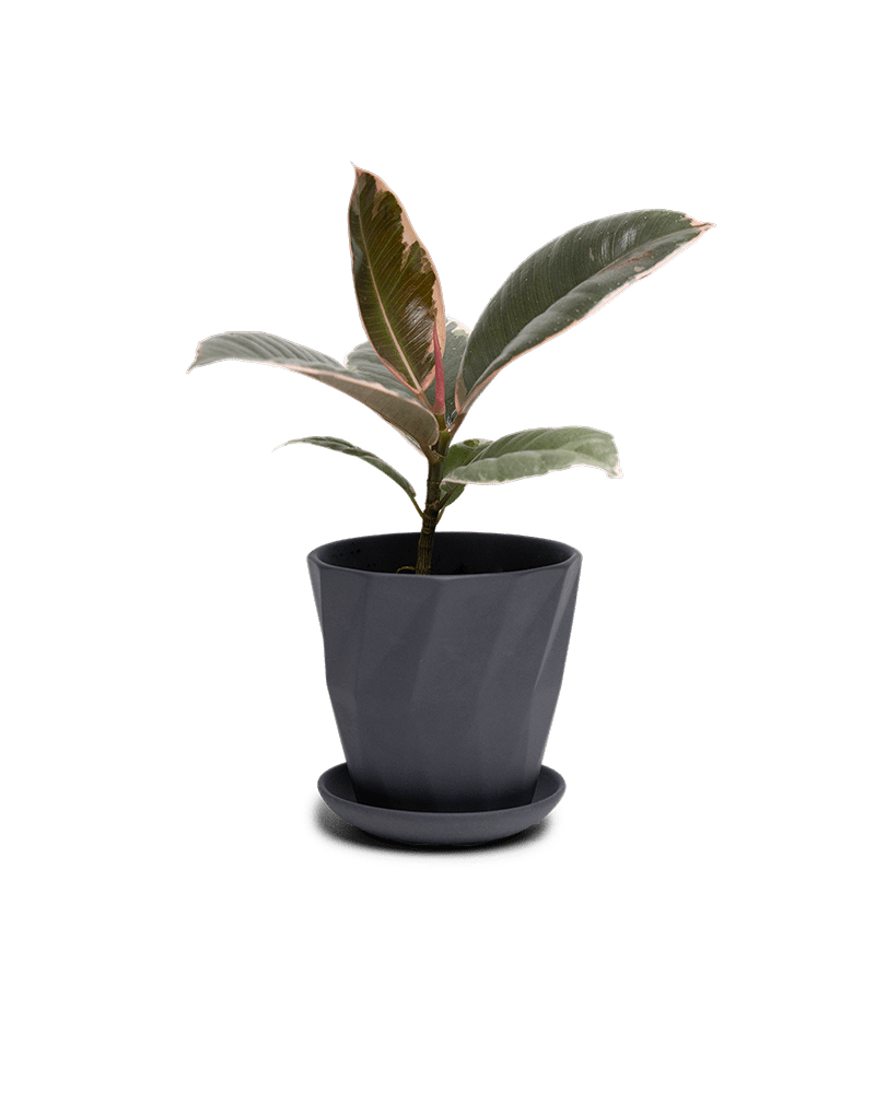 Virago 3.5" Porcelain Pot With Drainage Hole And Saucer - Chive Ceramics Studio - Pots - Chive Ceramics Studio