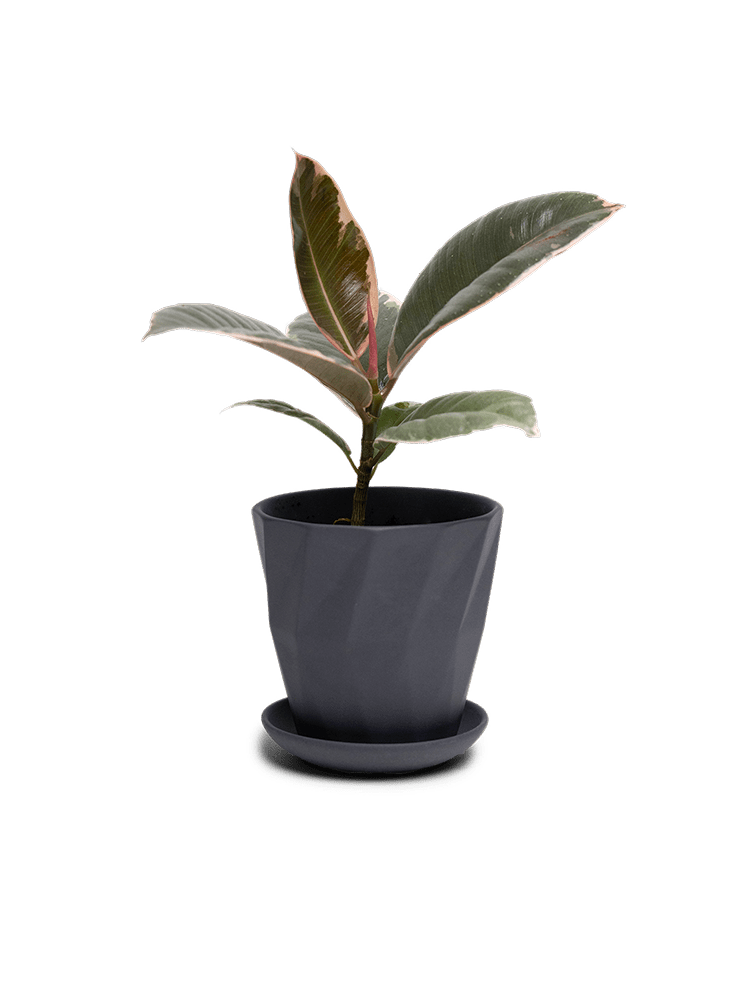 Virago 3.5" Porcelain Pot With Drainage Hole And Saucer - Chive Ceramics Studio - Pots - Chive Ceramics Studio