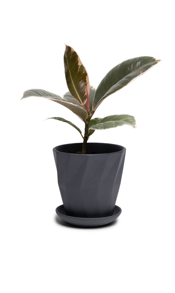 Virago 3.5" Porcelain Pot With Drainage Hole And Saucer - Chive Ceramics Studio - Pots - Chive Ceramics Studio