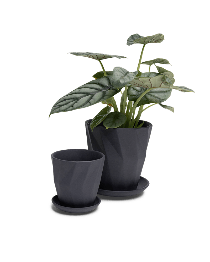 Virago 3.5" Porcelain Pot With Drainage Hole And Saucer - Chive Ceramics Studio - Pots - Chive Ceramics Studio