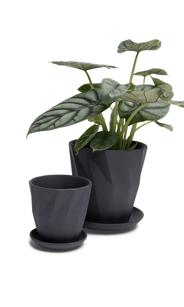 Virago 3.5" Porcelain Pot With Drainage Hole And Saucer - Chive Ceramics Studio - Pots - Chive Ceramics Studio