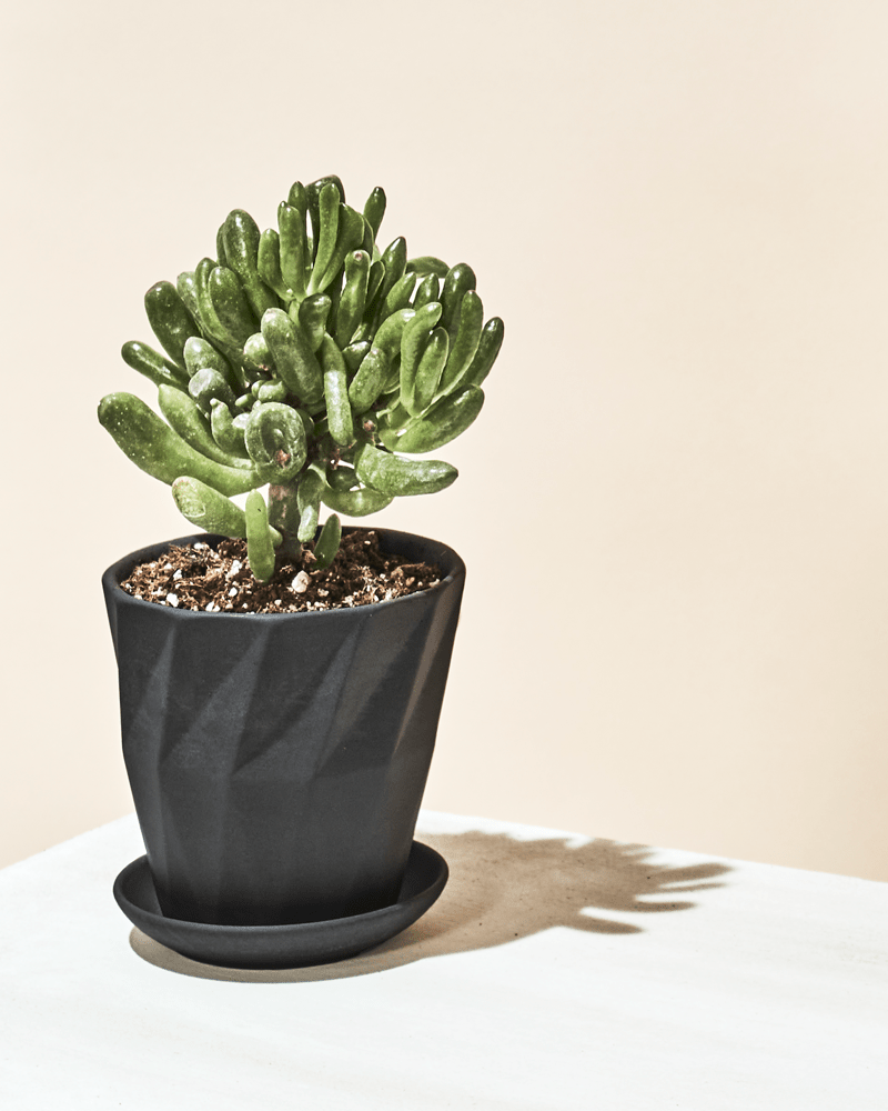 Virago 3.5" Porcelain Pot With Drainage Hole And Saucer - Chive Ceramics Studio - Pots - Chive Ceramics Studio