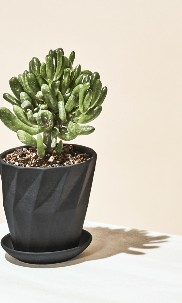 Virago 3.5" Porcelain Pot With Drainage Hole And Saucer - Chive Ceramics Studio - Pots - Chive Ceramics Studio