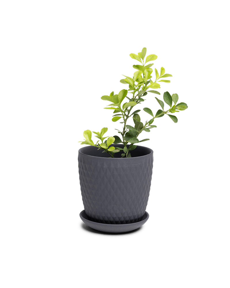 Virago 3.5" Porcelain Pot With Drainage Hole And Saucer - Chive Ceramics Studio - Pots - Chive Ceramics Studio